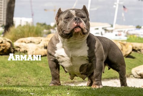 armani pedigree website